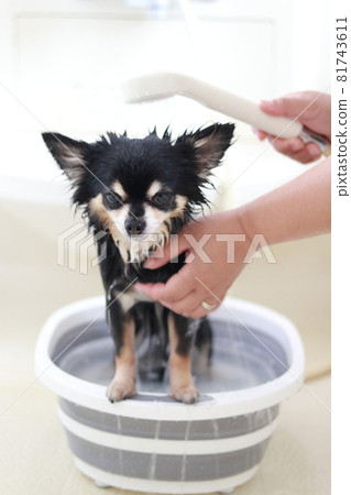Dog shampoo trimming chihuahua Dog shampoo trimming chihuahua 81743611