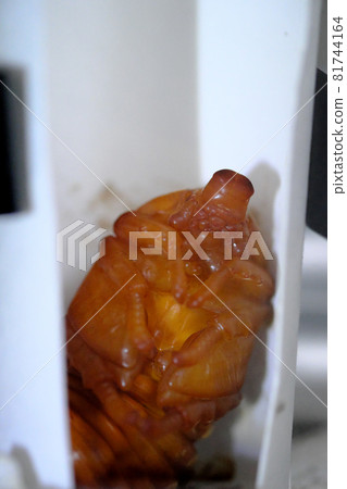A female rhinoceros beetle resting in an artificial pupal chamber A female rhinoceros beetle resting in an artificial pupal chamber 81744164