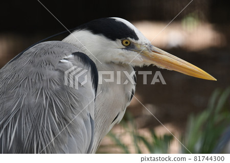 Hawthorn 11 81744300