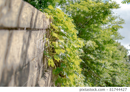 Semizaka Wall / Kaminakazato, Kita-ku, Tokyo Semizaka Wall / Kaminakazato, Kita-ku, Tokyo 81744427