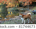 Pond, autumn leaves and Shiba Inu 81744673