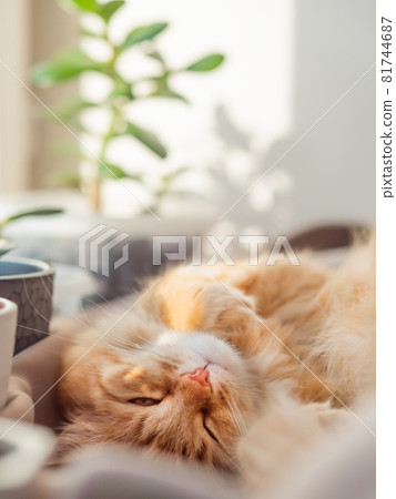 Cute ginger cat sleeps on window sill among flower pots with houseplants. Fluffy domestic animal near succulent Crassula plants. Cozy home lit with sunlight. Cute ginger cat sleeps on window sill among flower pots with houseplants. Fluffy domestic animal near succulent Crassula plants. Cozy home lit with sunlight. 81744687
