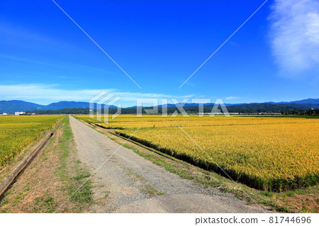Golden garden scenery Golden garden scenery 81744696