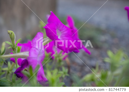 薩菲尼亞花在野外生長時會開出紅紫色的花朵 81744779