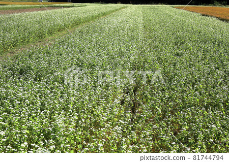 蕎麥田 81744794