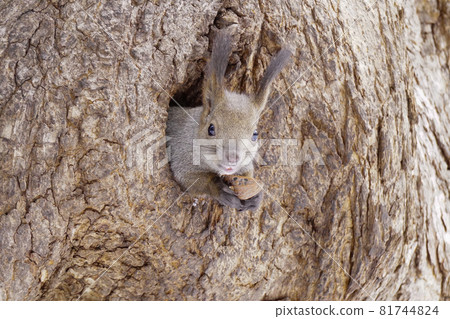 蝦夷松鼠、蝦夷栗鼠、北海道動物 81744824