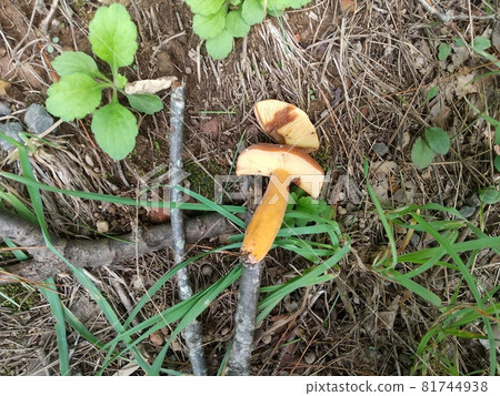 Milky Way, edible mushroom, autumn Milky Way, edible mushroom, autumn 81744938