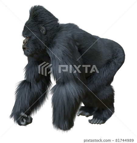 Black silver gorilla 3d illustration isolated on white Black silver gorilla 3d illustration isolated on white 81744989