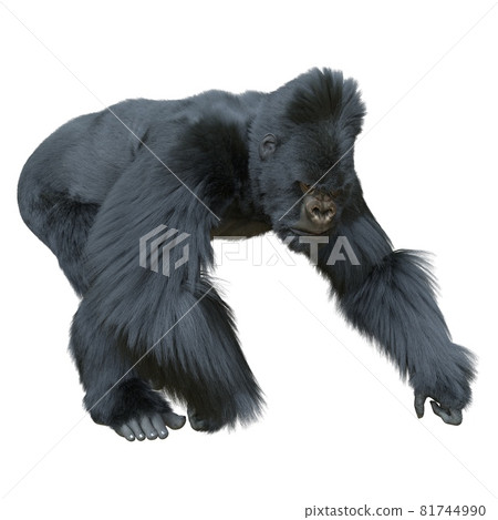 Black silver gorilla 3d illustration isolated on white Black silver gorilla 3d illustration isolated on white 81744990
