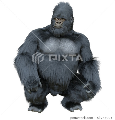 Black silver gorilla 3d illustration isolated on white Black silver gorilla 3d illustration isolated on white 81744993