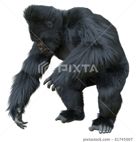 Black silver gorilla 3d illustration isolated on white 81745007