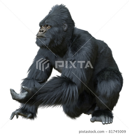 Black silver gorilla 3d illustration isolated on white 81745009