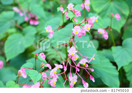 Flower of Shiu-kaido Flower of Shiu-kaido 81745010