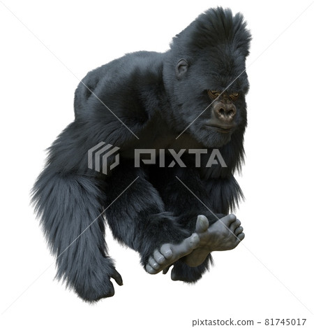 Black silver gorilla 3d illustration isolated on white Black silver gorilla 3d illustration isolated on white 81745017