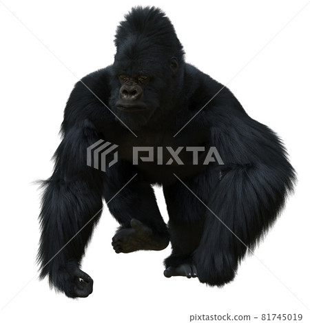 Black silver gorilla 3d illustration isolated on white 81745019