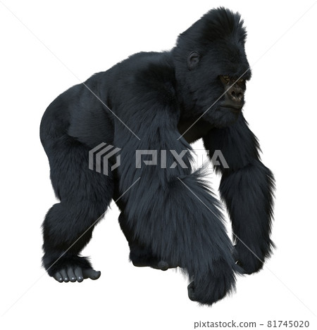 Black silver gorilla 3d illustration isolated on white Black silver gorilla 3d illustration isolated on white 81745020