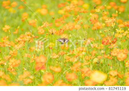 Kivana cosmos and butterflies 81745119