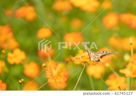 Kivana cosmos and butterflies 81745127