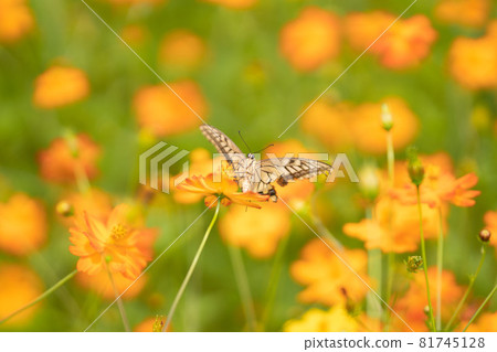 Kivana cosmos and butterflies 81745128