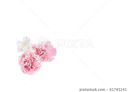 花束康乃馨花禮物感謝你常年 花束康乃馨花禮物感謝你常年 81745241