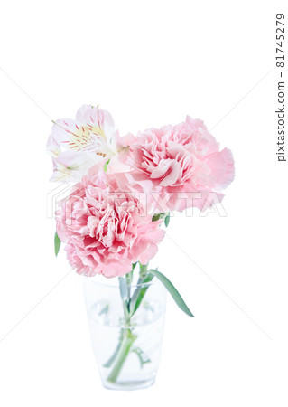 花束康乃馨花禮物感謝你常年 花束康乃馨花禮物感謝你常年 81745279