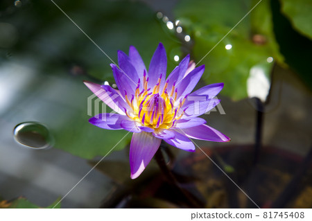 Tropical water lily that lets you look into your face from the surface of the water 81745408