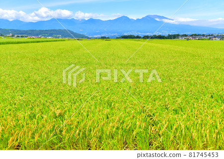 View toward Mt. Asama from Gorobeeshinden (Saku City, Nagano Prefecture) [2021.9] 81745453