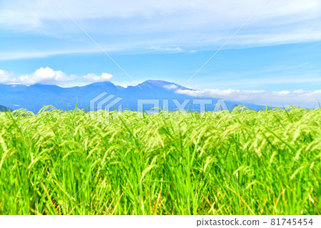 View toward Mt. Asama from Gorobeeshinden (Saku City, Nagano Prefecture) [2021.9] 81745454