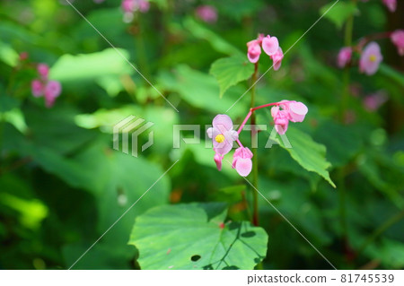 Flower of Shiu-kaido Flower of Shiu-kaido 81745539