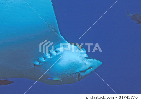 A close-up of a spotted eagle ray swimming in the ocean 81745776