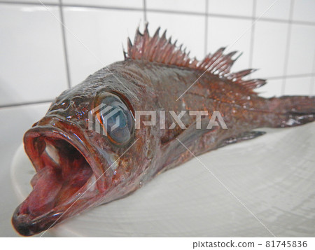 煮你抓到的石斑魚 81745836