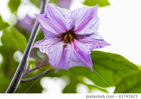 茄子花 茄子花 81745925