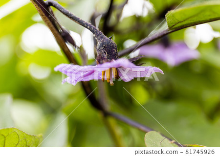 Eggplant flowers 81745926