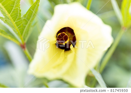 秋葵的花 秋葵的花 81745930