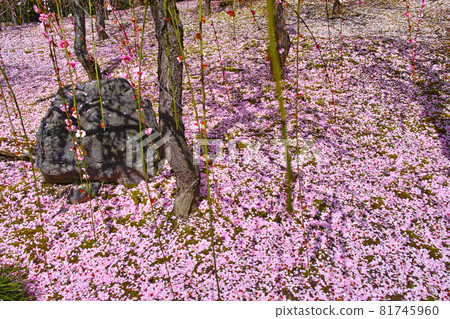 日本春天的風景,梅林裡散落著粉紅色的梅花 日本春天的風景,梅林裡散落著粉紅色的梅花 81745960