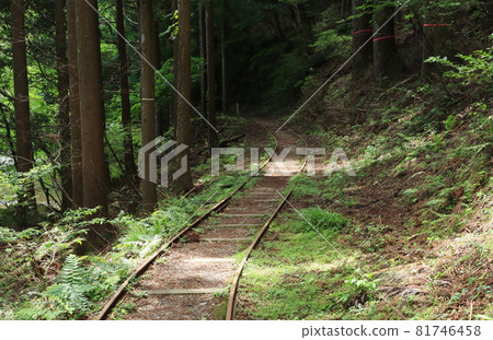 Kyoto University Forest Track 81746458