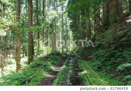 Kyoto University Forest Track 81746459