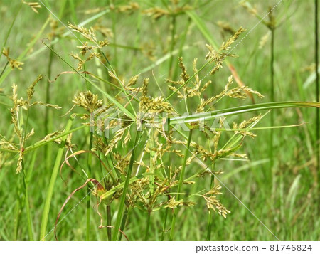 Flowers of the sedge family "Nutsugu" Flowers of the sedge family "Nutsugu" 81746824