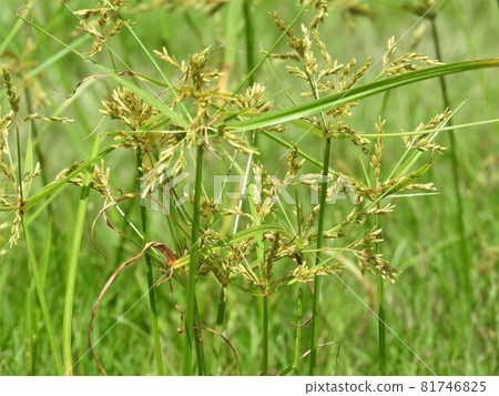 Flowers of the sedge family "Nutsugu" Flowers of the sedge family "Nutsugu" 81746825
