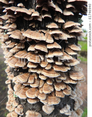 "Hakawaratake" that grows in clusters on dead hardwoods 81746940