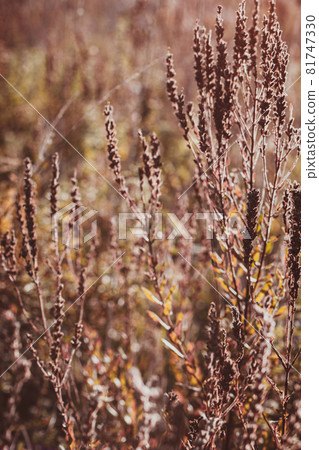 Brown Autumn wild grass on a meadow Brown Autumn wild grass on a meadow 81747330