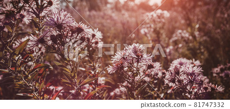 Seasonal sale website banner with wild grass on a meadow Seasonal sale website banner with wild grass on a meadow 81747332