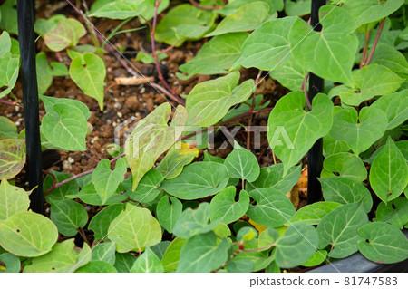 何首烏葉（何首烏） 草藥名稱：Kashu、秋季、東京 81747583