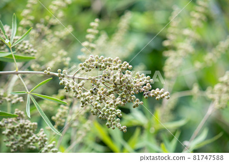 European carrot fruit (Vitex agnus-castus), also known as Italian carrot European carrot fruit (Vitex agnus-castus), also known as Italian carrot 81747588