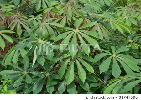 Cassava (scientific name: Manihot esculenta, English: cassava), the raw material for tapioca 81747590