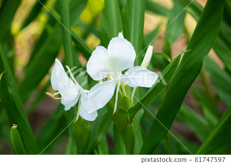 Hedychium coronarium Scientific name: Hedychium coronarium Other names: Hedychium coronarium Hedychium coronarium Scientific name: Hedychium coronarium Other names: Hedychium coronarium 81747597