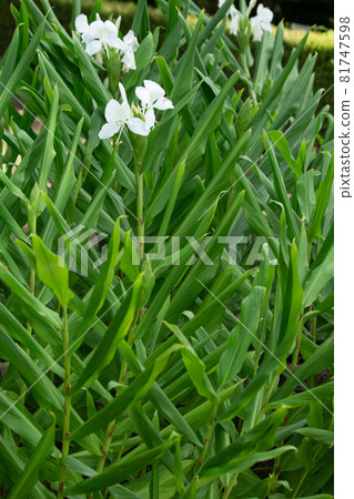Hedychium coronarium Scientific name: Hedychium coronarium Other names: Hedychium coronarium Hedychium coronarium Scientific name: Hedychium coronarium Other names: Hedychium coronarium 81747598