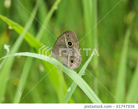 A butterfly in the Nishiki-Kurando Park, Kumamoto Prefecture, Japan 81747856