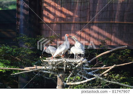 新潟佐渡時父母子女 81747907