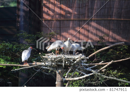 Niigata, Sado, Japanese crested ibis parent and child 81747911